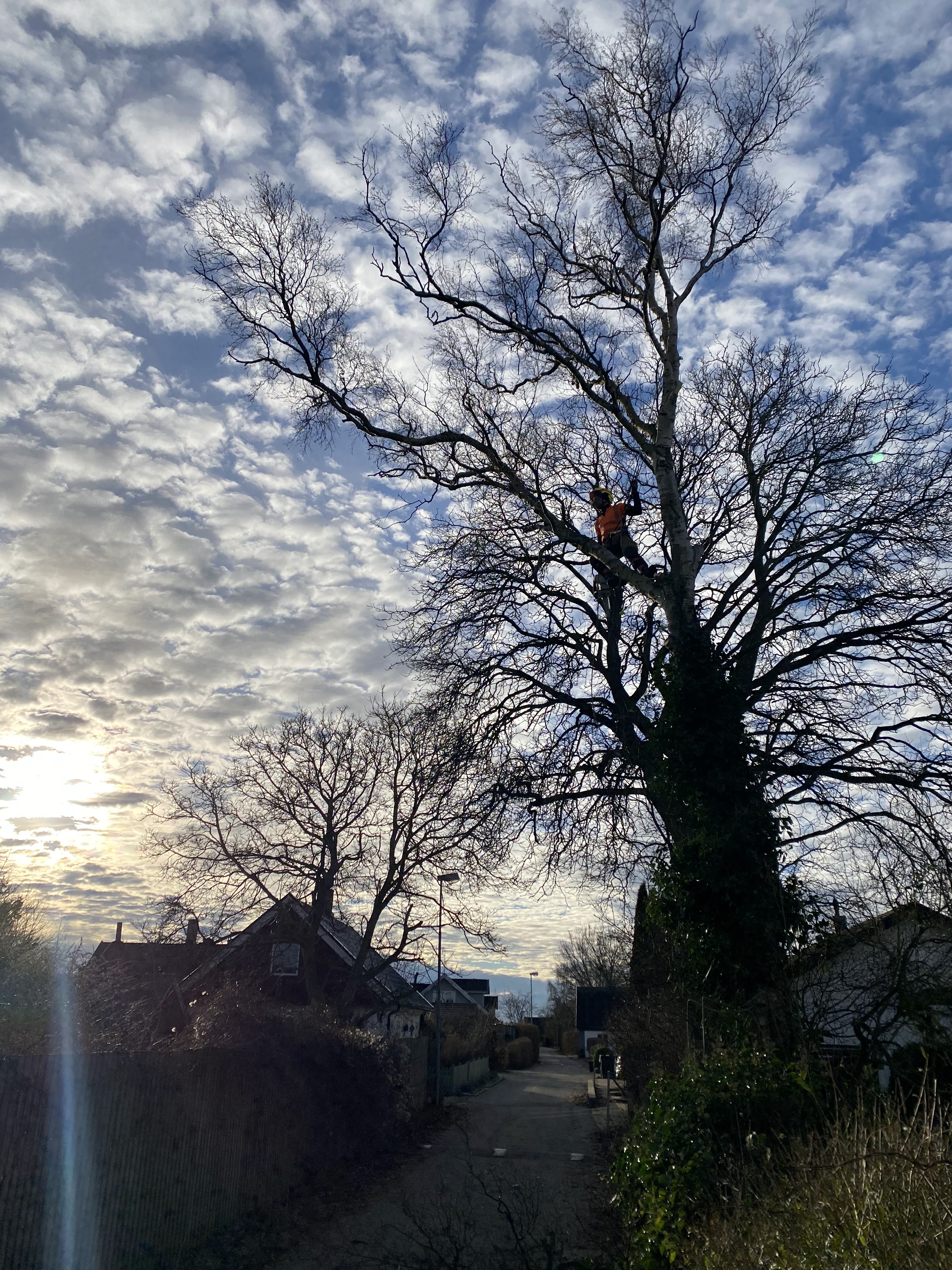 Arborist trädvård